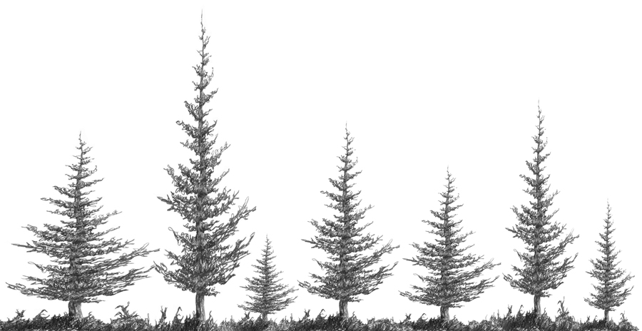 3 2 A2 Squirkle A Realistic Spruce Tree Drawspace