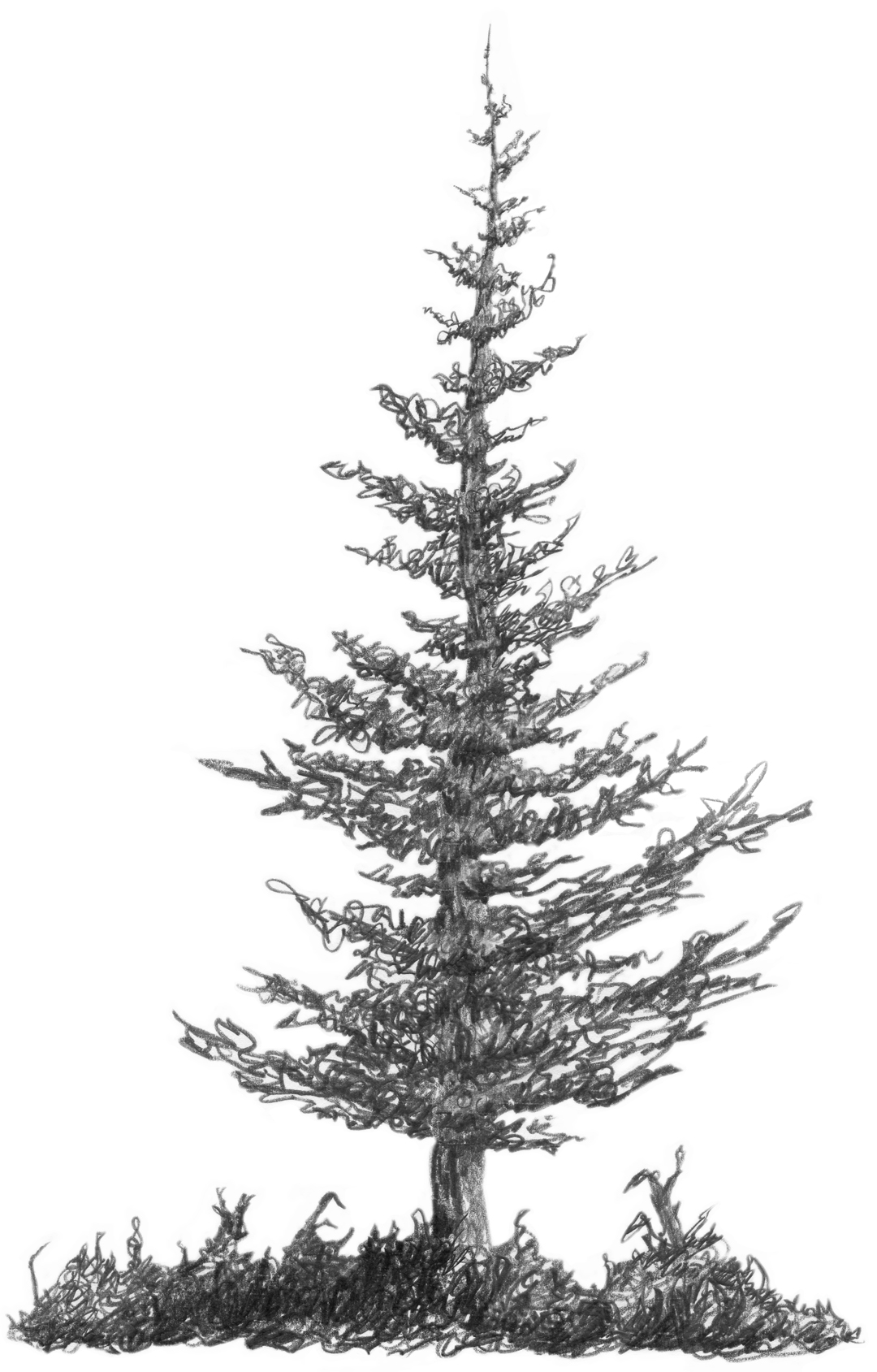 3.2.A2 Squirkle a Realistic Spruce Tree - Drawspace