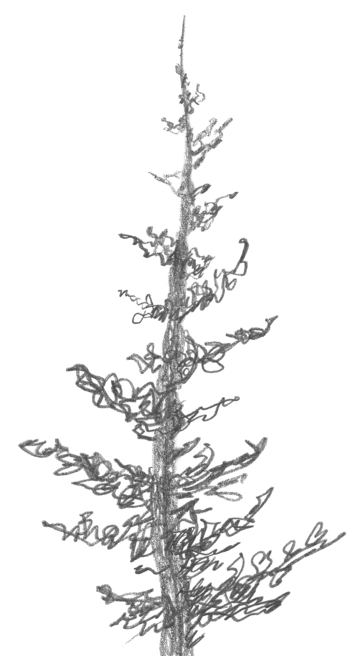 3.2.A2 Squirkle a Realistic Spruce Tree - Drawspace