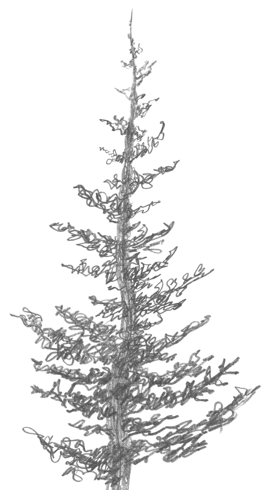 3.2.A2 Squirkle a Realistic Spruce Tree Drawspace